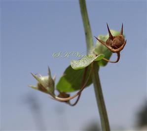  Capsule dehisced
